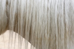 shetland-pony_27Jan24