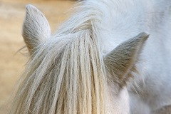 shetland-pony_29Jan24