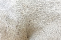 shetland-pony_30Jan24