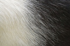 shetland-pony_31Jan24