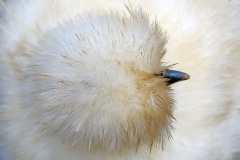 silkie-chicken_13Jan22