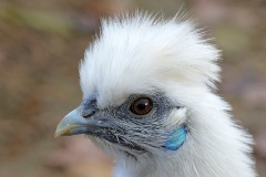 silkie-chicken_14Jan22
