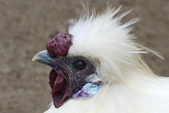 silkie-chicken_15Jan22