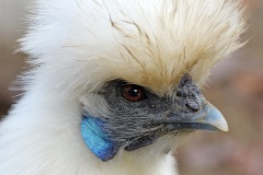 silkie-chicken_16Jan22