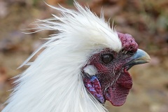 silkie-chicken_17Jan22