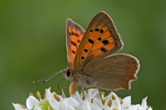small-copper_05Sep23