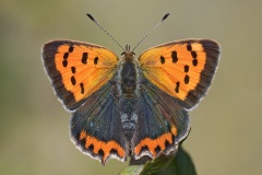 small-copper_29Sep22