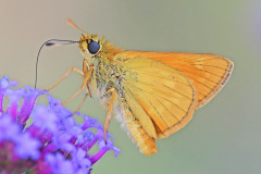 small-skipper_22Jun26