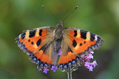 small-tortoiseshell_24Jun26
