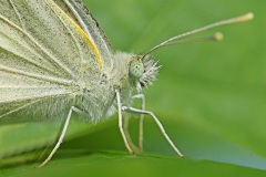 small-white_24Jun25