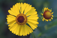 sneezeweed_31Aug26