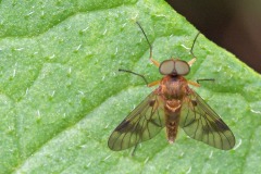 snipe-fly_14May26