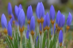 snow-crocuses_03Feb24