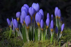 snow-crocuses_19Jan23