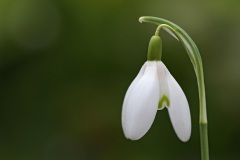 snowdrop_23Feb22