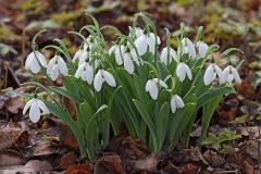 snowdrops_02Feb24