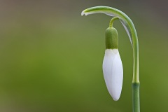 snowdrops_10Feb25