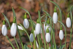 snowdrops_11Feb25