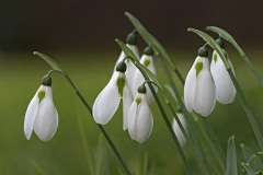 snowdrops_20Jan23