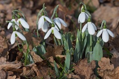 snowdrops_20Jan26