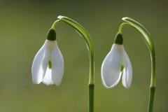snowdrops_28Jan23
