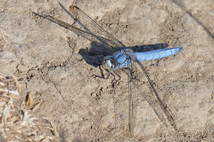 southern-skimmer_26Jul26