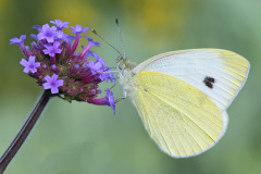 southern-small-white_09Jun26
