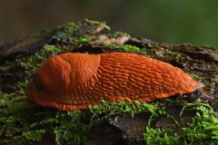 spanish-slug_01Sep23