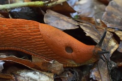 spanish-slug_02Sep23