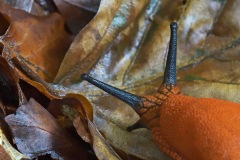 spanish-slug_03Sep23