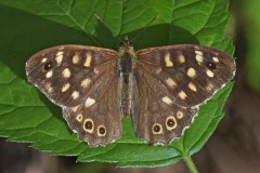 speckled-wood_07Sep22