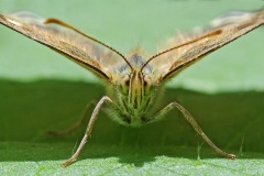 speckled-wood_08Sep22