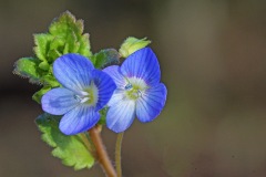 speedwell_02Feb26