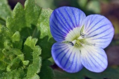 speedwell_05Feb24