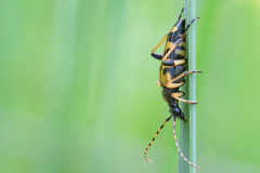 spotted-longhorn_20May26