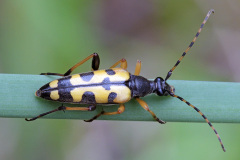 spotted-longhorn_21May26