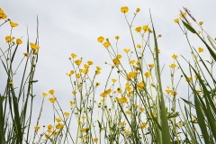 spring-meadow_06May26