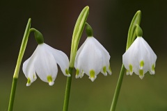 spring-snowflakes_13Feb24