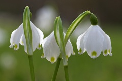 spring-snowflakes_14Feb24