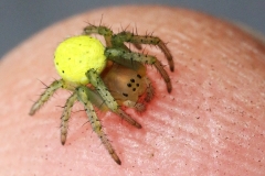 squash-spider_07May19