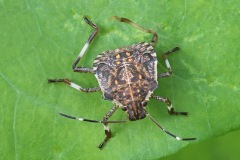 stink-bug_14Aug25