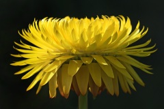 strawflower_01Sep22