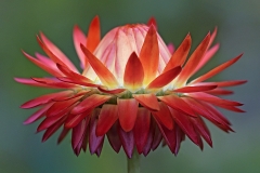 strawflower_19Oct19