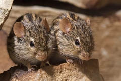striped-grass-mouse_15feb19