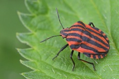 striped-shield-bug_12Jun25