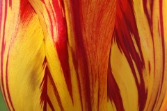striped-tulip_25Apr22