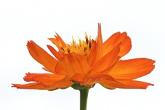 sulfur-cosmos_17Jul19