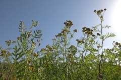 summer-meadow_06Sep23