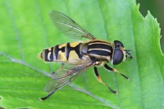 sun-fly_26May22