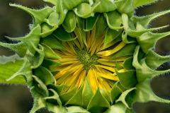sunflower-bud_15Sep14